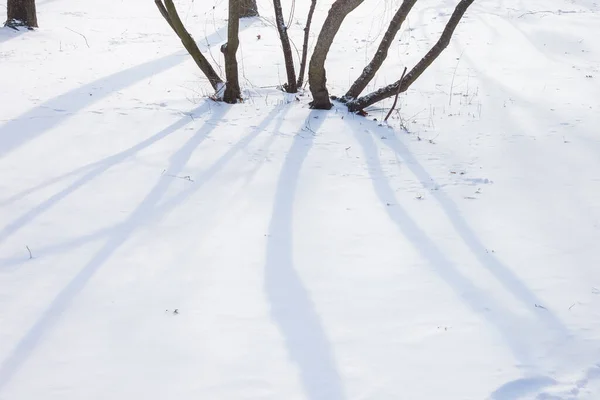 Winter Park Schatten Von Bäumen — Stockfoto