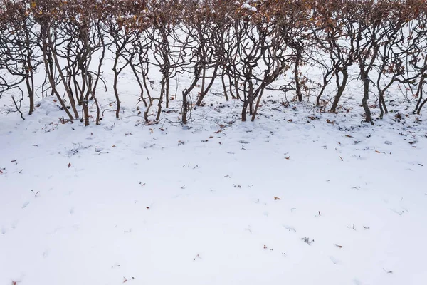 Winterpark Pinsel Winter Hintergrund Kopierraum — Stockfoto