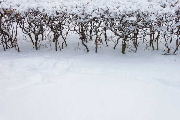 Winterpark Pinsel Winter Hintergrund Kopierraum — Stockfoto