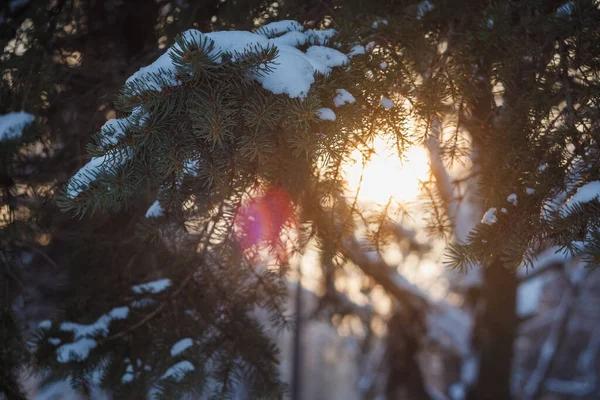 Sonnenuntergang Park Winter Hintergrund Die Kleine Schärfentiefe — Stockfoto