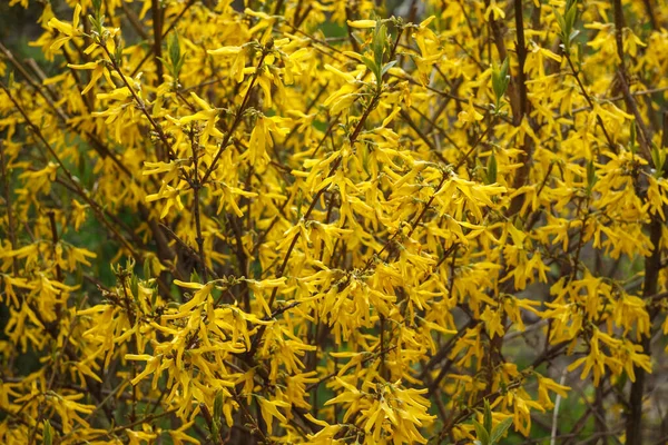 Forsizia Fiorire Sfondo Primavera — Foto Stock