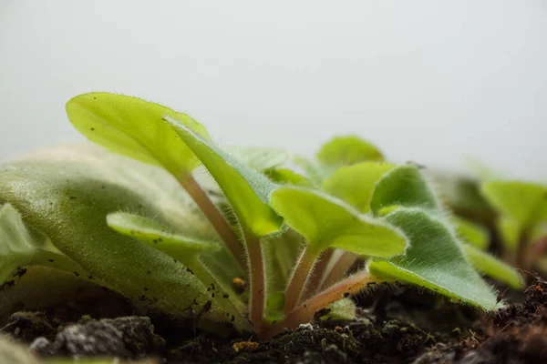 Green violet leaves. Shallow depth of field (DOF)