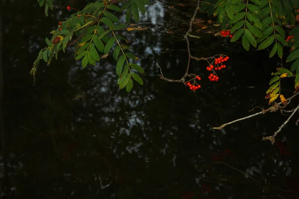 Рованові Гілки Стиглими Червоними Ягодами Тлі Темної Води Sorbus Aucuparia — стокове фото