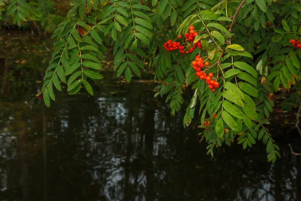 Rowan Gałęzie Dojrzałych Czerwonych Jagód Tle Ciemnej Wody Sorbus Aucuparia — Zdjęcie stockowe