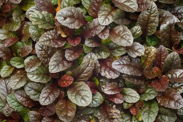Ajuga reptanları yakın plan. Yukarıdan görüntüle
