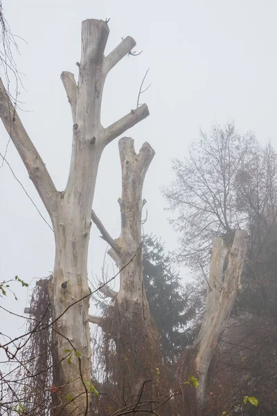 Dry Trunks Dead Trees Fog Autumn — Stock Photo, Image