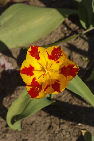 Fiore Tulipano Giallo Rosso Vista Dall Alto — Foto Stock