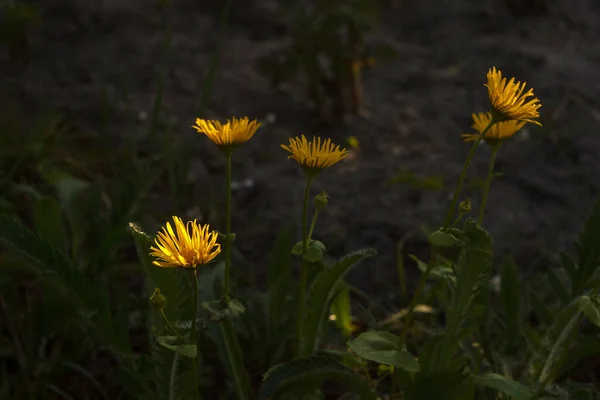Żółte Kwiaty Oświetlone Przez Słońce Zachodzie Słońca Ciemne Tło — Zdjęcie stockowe