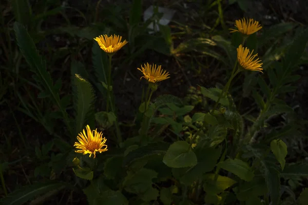 Flores Amarelas São Iluminadas Pelo Sol Pôr Sol Fundo Escuro — Fotografia de Stock