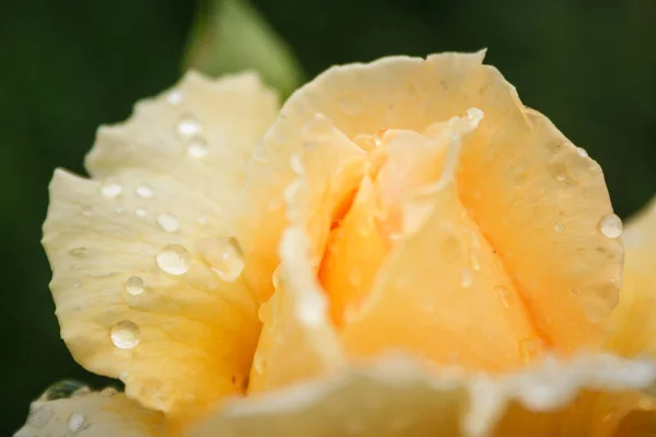 Жовта Троянда Краплями Роси Пелюстках — стокове фото
