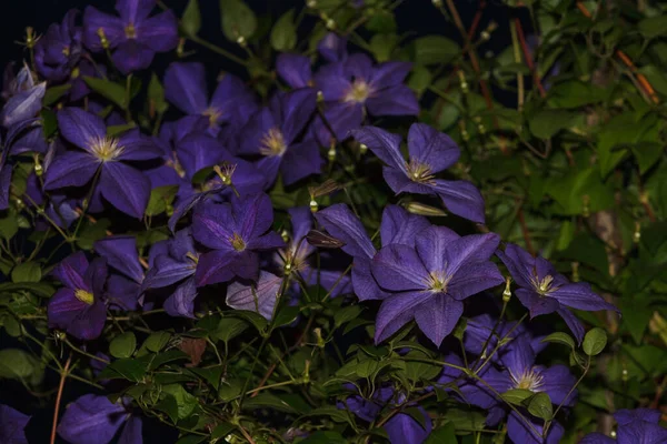 Квіти Клематіса Чорному Тлі Ніч Невелика Глибина — стокове фото