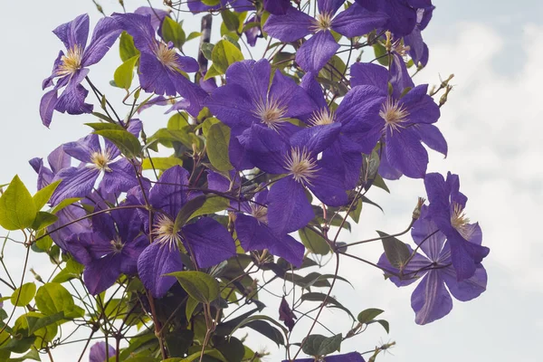 Kwiaty Klematis Tle Nieba — Zdjęcie stockowe