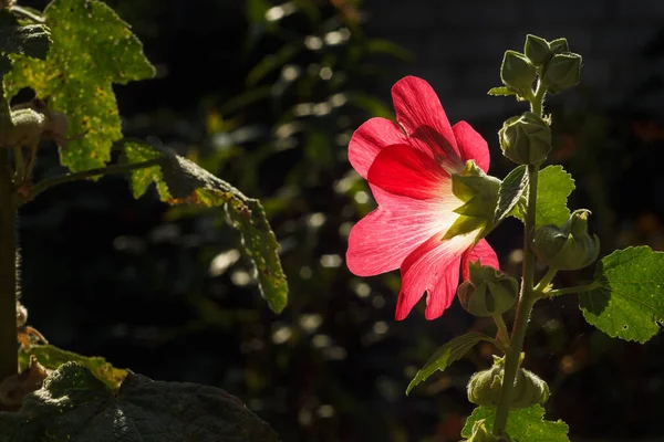 Guimauve Rouge Parmi Les Feuilles Vertes Fond Sombre — Photo