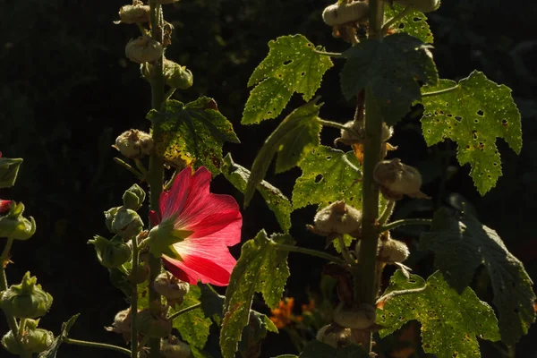 Guimauve Rouge Parmi Les Feuilles Vertes Fond Sombre — Photo