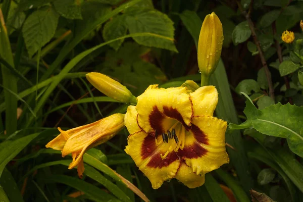 Flowers Yellow Daylily Hemerocallis Bumble Bee Plants Garden Close — Stock Photo, Image