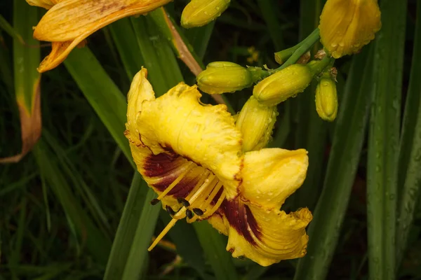 Kwiaty Żółtej Lilii Dziennej Hemerocallis Bumble Bee Wśród Roślin Ogrodzie — Zdjęcie stockowe