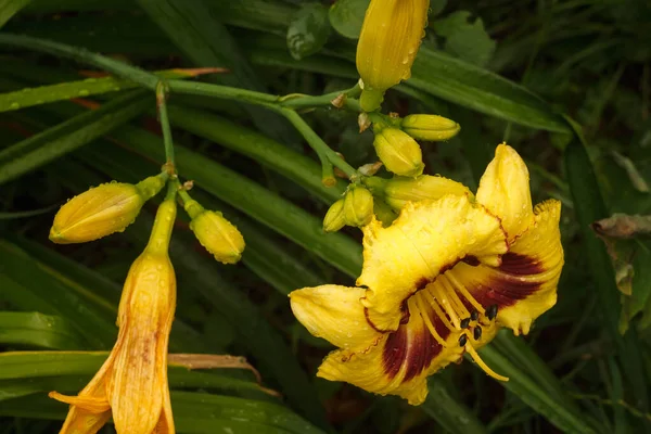 Kwiaty Żółtej Lilii Dziennej Hemerocallis Bumble Bee Wśród Roślin Ogrodzie — Zdjęcie stockowe