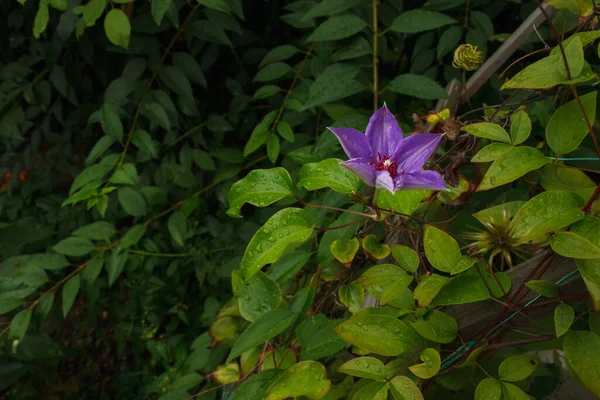 Clematis Sobre Fondo Hojas Verdes — Foto de Stock