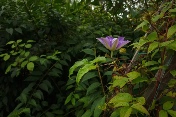 Clematis Auf Dem Hintergrund Grüner Blätter — Stockfoto