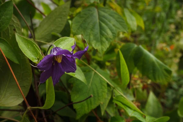 Yeşil Yaprakların Arka Planında Clematis — Stok fotoğraf