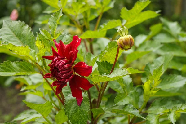 Fleurs Dahlia Rouge Déambiguation Parmi Les Plantes Jardin Gros Plan — Photo