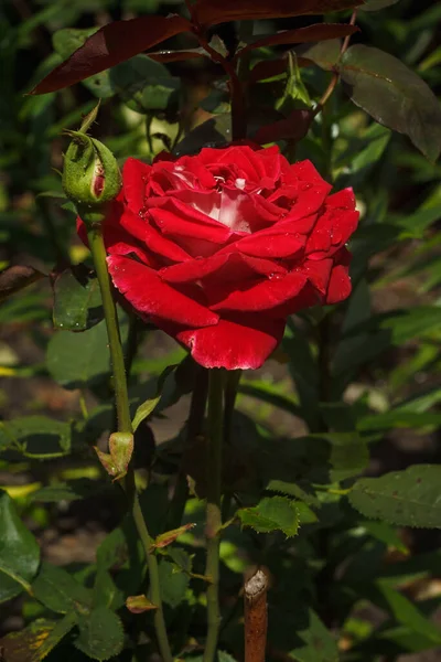 Краплі Роси Пелюстках Троянд — стокове фото