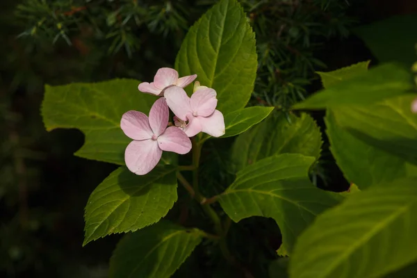 Hydrangea Kwiaty Wśród Roślin Ogrodzie Zbliżenie — Zdjęcie stockowe