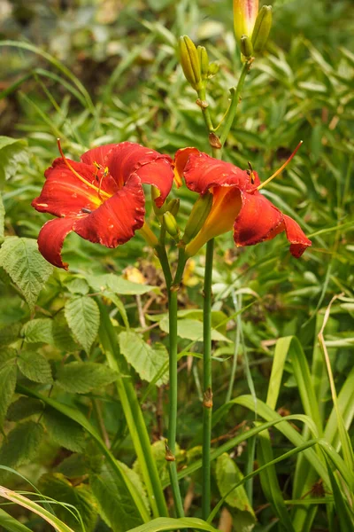 Blüten Der Roten Taglilie Hemerocallis Hummel Zwischen Pflanzen Garten Nahaufnahme — Stockfoto