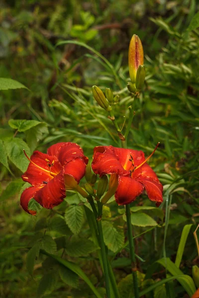 Bahçedeki Bitkiler Arasında Kırmızı Renkli Hemerocallis Yaban Arısı Çiçekleri Yakın — Stok fotoğraf