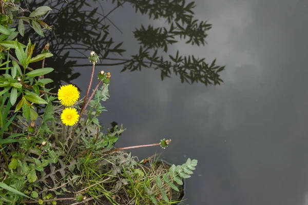 Żółte Kwiaty Mniszka Lekarskiego Rosną Nad Rzeką — Zdjęcie stockowe