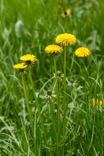緑の草の中にタンポポの黄色の花 春の写真 — ストック写真