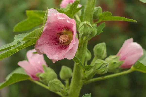 Mauve Rose Parmi Les Feuilles Vertes — Photo