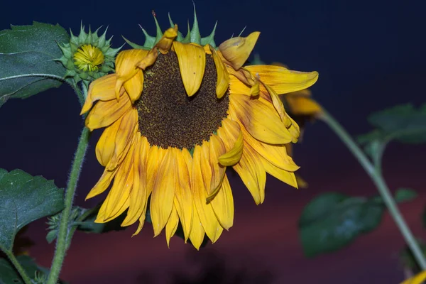 Decorative sunflower on a background of the evening sky