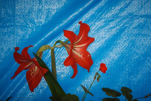 Червона Квітка Amaryllis Amaryllidaceae Синьому Тлі Підсумок — стокове фото