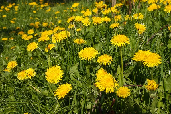 Gelbe Blume Des Löwenzahns Grünen Gras Frühlingsfoto Hintergrund Nahaufnahme — Stockfoto