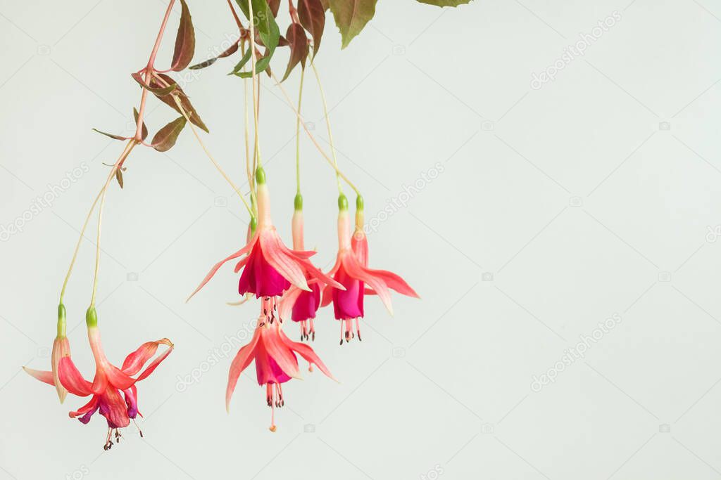 Pink fuchsia (Fchsia) flowers hang from branch on white background. Copy space. Shallow depth of field (DOF)