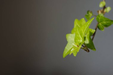 Gri arka planda genç yaprakları olan Ivy Branch. Seçici odak (DOF)