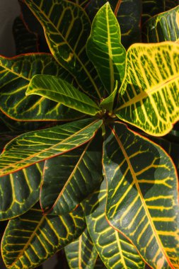 Croton yaprakları yaklaşıyor. Seçici odak (DOF)