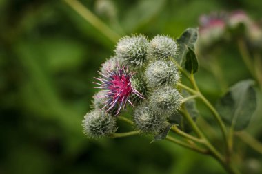 Tarlada çiçek açan devedikeni
