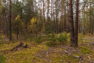 Bulutlu bir günde kozalaklı orman. Sarı yapraklı sonbahar ormanı