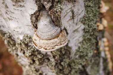 Fomes fomentarius yakın çekim. Küçük alan derinliği