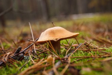Kozalaklı bir ormanda Cortinarius Caperatus. Küçük alan derinliği
