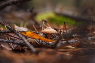 Kozalaklı bir ormanda Cortinarius Caperatus. Küçük alan derinliği