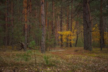 Bulutlu bir günde kozalaklı orman. Sarı yapraklı sonbahar ormanı