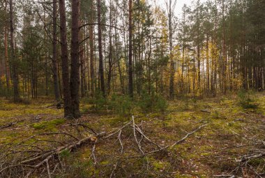 Bulutlu bir günde kozalaklı orman.