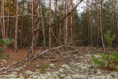 Bulutlu bir günde kozalaklı orman.