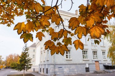 Sarı akçaağaç yaprakları güneş ışığında