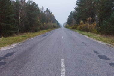 Ormanda asfalt bir yol var.