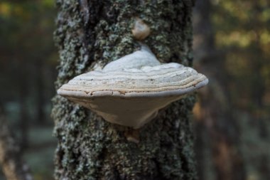 Fomes fomentarius yakın çekim. Küçük alan derinliği