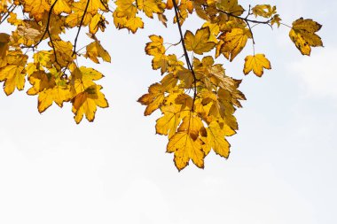 Sarı akçaağaç yaprakları güneş ışığında